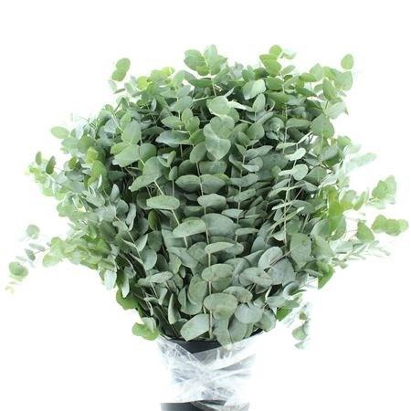 <h4>EUC CINEREA PER BOS</h4>