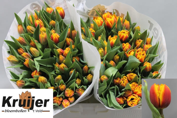 <h4>TU DU ATLAS</h4>