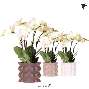 Phalaenopsis Jewel Ghent 4 spike in Cotton pot sand mix