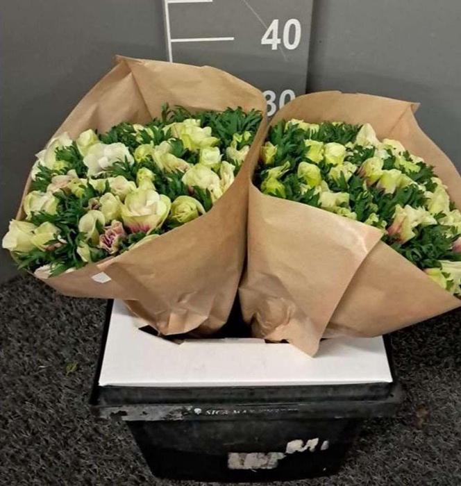 <h4>Anem Rainbow Happy</h4>