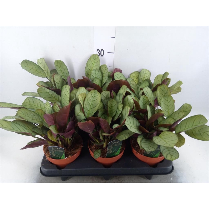 <h4>Ctenanthe burle-marxii 'Amagris'</h4>
