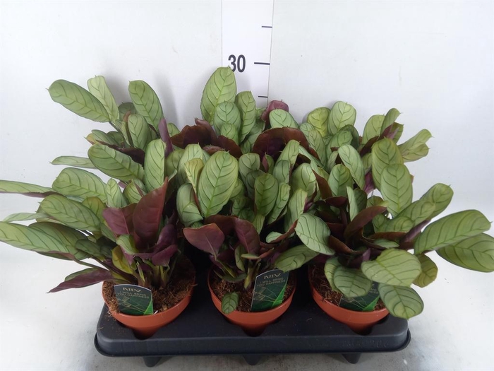 Ctenanthe burle-marxii 'Amagris'