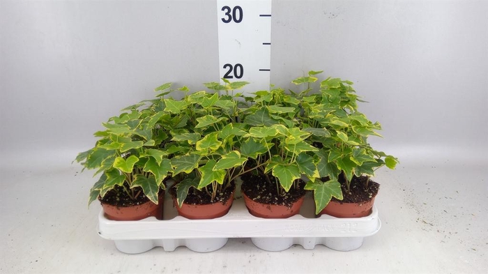 <h4>Hedera helix 'Goldchild'</h4>