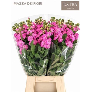 MATTHIOLA IRON HOT PINK