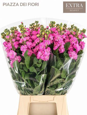 <h4>MATTHIOLA IRON HOT PINK</h4>