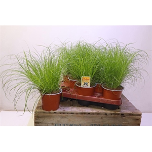 arr8 Cyper Alt Zumula