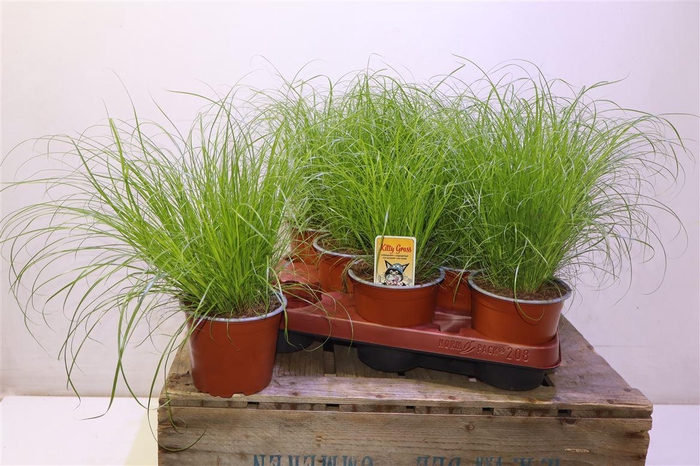 <h4>arr8 Cyper Alt Zumula</h4>