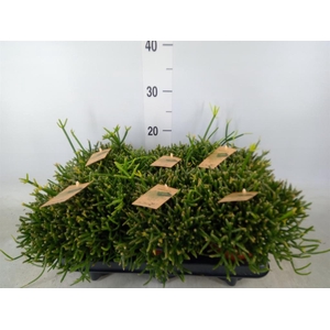 Rhipsalis burchellii