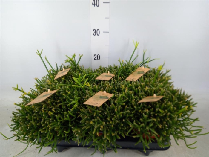 <h4>Rhipsalis burchellii</h4>