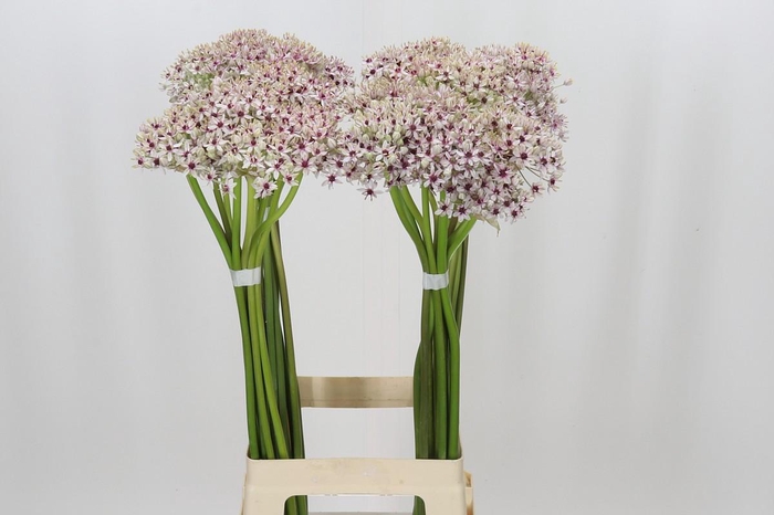 <h4>Allium Silverspring</h4>