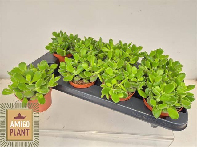 <h4>COT GREEN FOOTPRINT</h4>