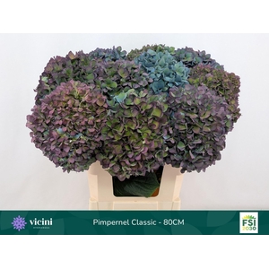 Hydrangea  'Pimpernel'  CL