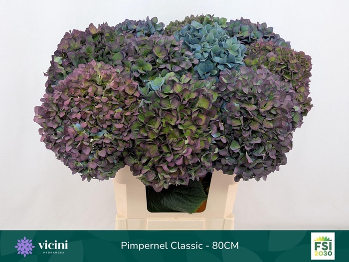 <h4>Hydrangea  'Pimpernel'  CL</h4>