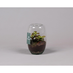 Green Bottle Isabella small met succulenten