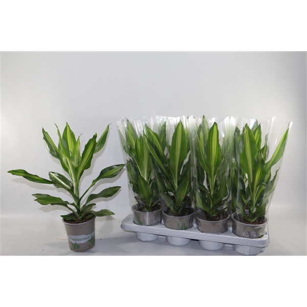 <h4>Dracaena Cintho 13cm</h4>