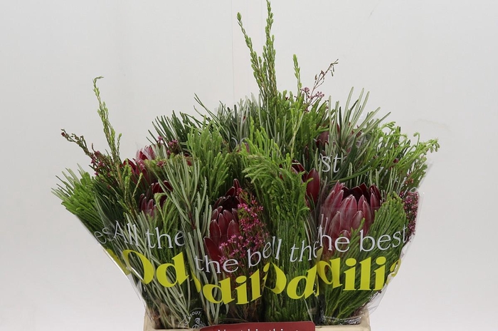 <h4>BQ Protea Sharon SFB</h4>