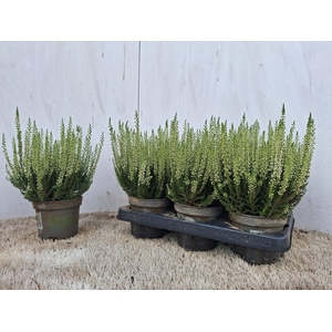 Callu Bl Verenka