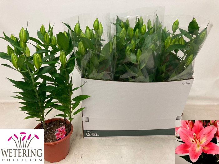 <h4>LIL OR SUNNY CAMINO</h4>