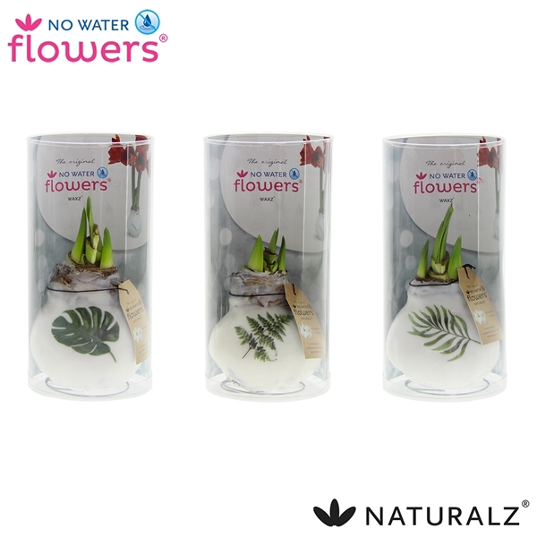 <h4>No Water Flowers® Naturalz® Botanical Mix in Koker</h4>