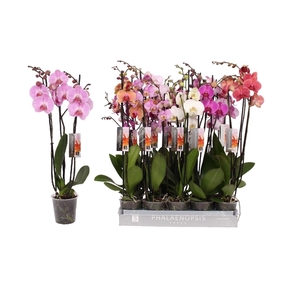 Phalaenopsis 6 color mix, 3-spike 22+