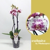 Phalaenopsis grootbloemig 2 tak 2-kleurig VL 2-50 G Viola