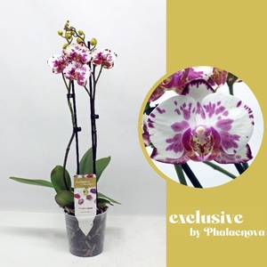 Phalaenopsis grootbloemig 2 tak 2-kleurig VL 2-50 G Viola