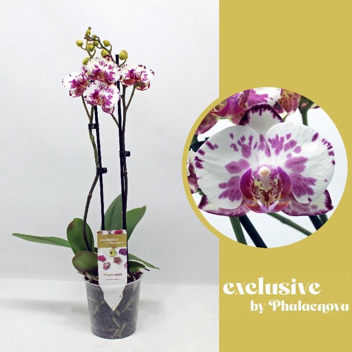 <h4>Phalaenopsis grootbloemig 2 tak 2-kleurig VL 2-50 G Viola</h4>