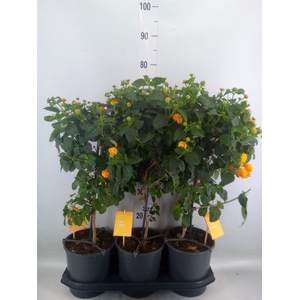 Lantana camara 'Simon Orange'