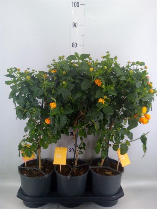 <h4>Lantana camara 'Simon Orange'</h4>