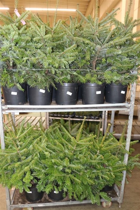 <h4>Abies Nordmanniana</h4>