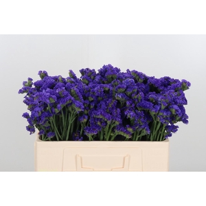 Limonium Crystal Dark Blue