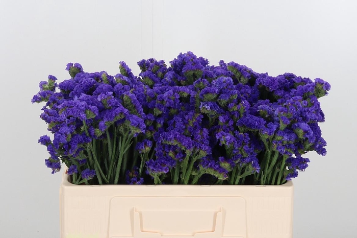 <h4>Limonium Crystal Dark Blue</h4>
