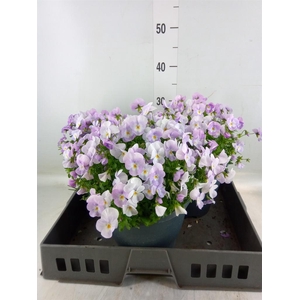 Viola corn. 'Evo Mini Pink Wing'