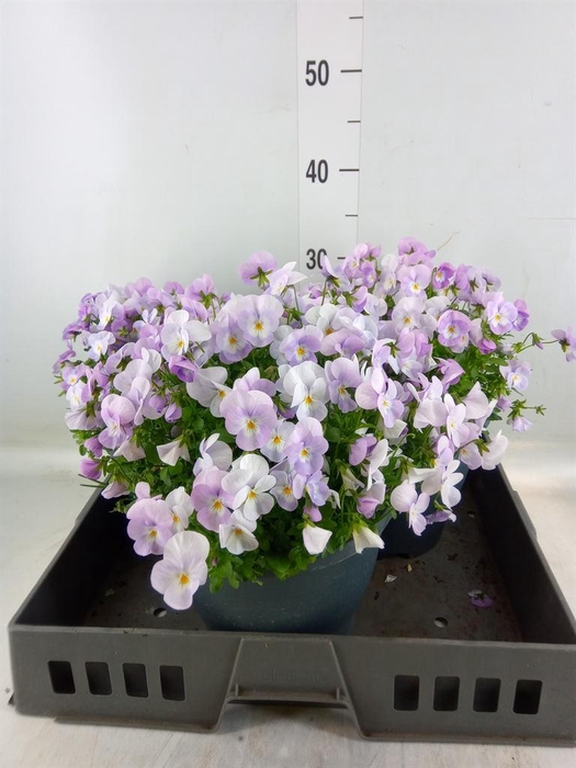 <h4>Viola corn. 'Evo Mini Pink Wing'</h4>