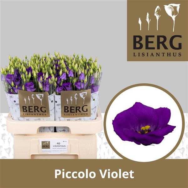 <h4>Eust Piccolo Violet Blue</h4>