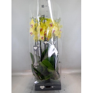 Phalaenopsis  'FC Miraflore'