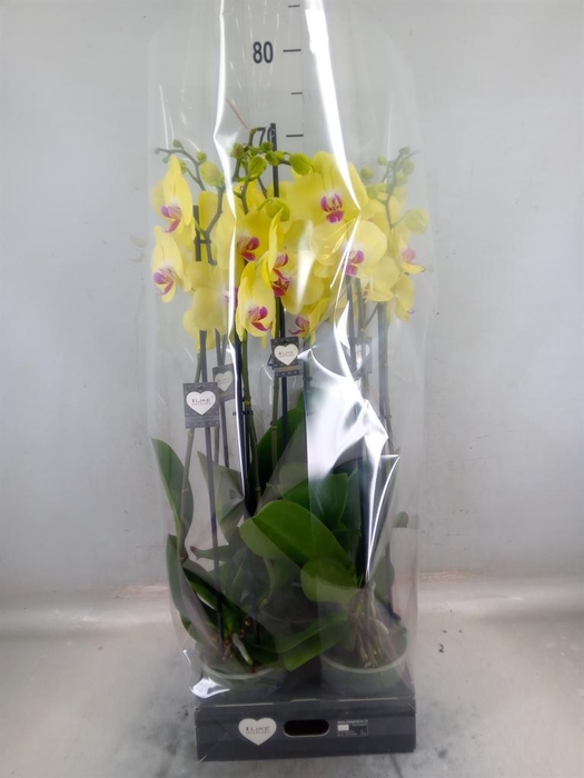 <h4>Phalaenopsis  'FC Miraflore'</h4>