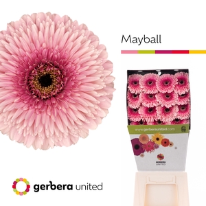 Ge Gb Pom Mayball