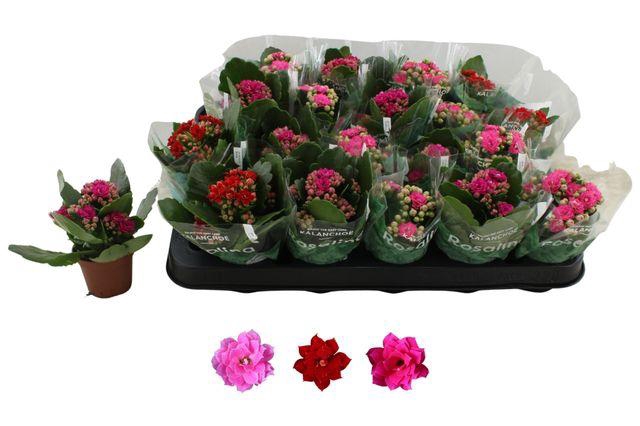 <h4>KALAN CALAN MIX LOVE P6</h4>