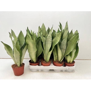 Sansevieria trifasciata Moonshine 9Ø 35cm