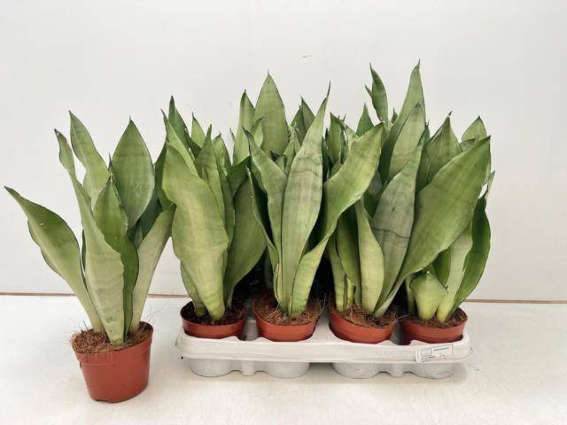 Sansevieria trifasciata Moonshine 9Ø 35cm