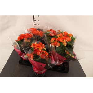Begonia 14 Cm. P. Reina