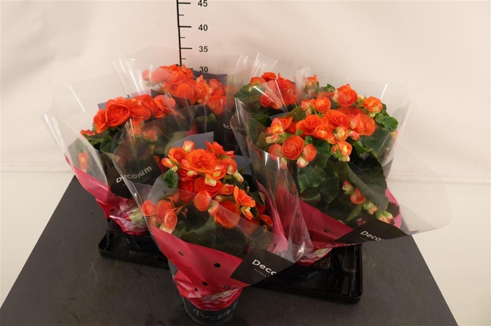 <h4>Begonia 14 Cm. P. Reina</h4>