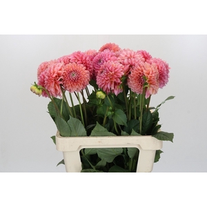 Dahlia Linda's Baby