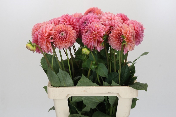 <h4>Dahlia Linda's Baby</h4>