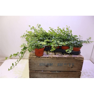 arr8 Hed He Wonder