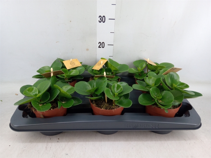 <h4>Peperomia obt. 'Green Gold'</h4>