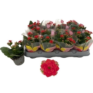 KALAN CALAN RED NOELLE P6