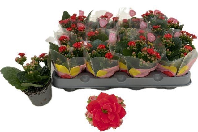 <h4>KALAN CALAN RED NOELLE P6</h4>