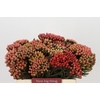 Kaaps Groen Red Brunia XL